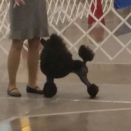 Nyna - Poodle
