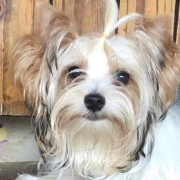 Bree - Yorkshire Terrier