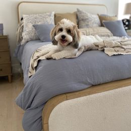 Havanese puppies from Lady Paws Puppies - Cassie