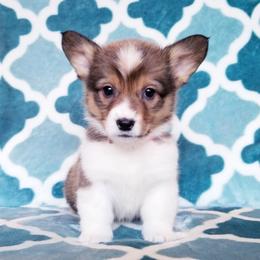 American Corgi and Pembroke Welsh Corgi Puppies from Whimsical Treasure Corgis