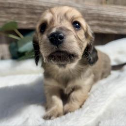 English Cream2 - Cream male Dachshund puppy in Nampa, Idaho from Long_and_Low_Dachshunds
