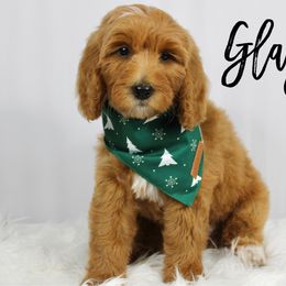Glazed - Red  male Goldendoodle puppy in Casa Grande, Arizona from AzDoodle Dandies