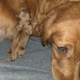 2nd pick female - Dark golden female Golden Retriever puppy in Forest Lake, Minnesota from Northern Lights Goldens