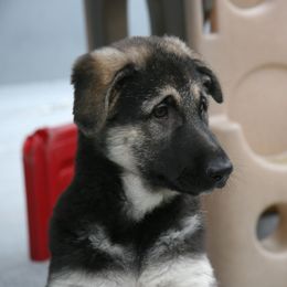 Shiloh Shepherd Puppies from Solace Shilohs