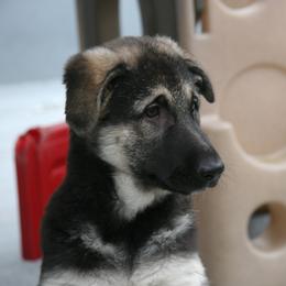 Shiloh Shepherd Puppies from Solace Shilohs