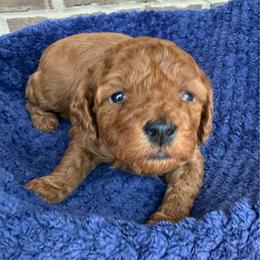 Navy collar - Red  female Poodle puppy in Huntsville, Alabama from Flint River Poodles