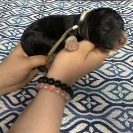 Cotton - Black and white male Sheepadoodle puppy in Chesapeake, Virginia from Doodle-Cove