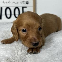 Boy one - Red male Dachshund puppy in Payette, Idaho from NT Mini Doxies