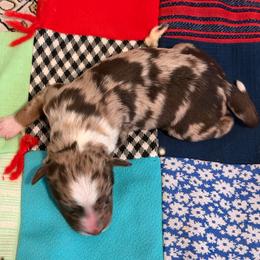 Holly - Red merle female Australian Shepherd puppy in Harrah, Oklahoma from Kamm's Aussies
