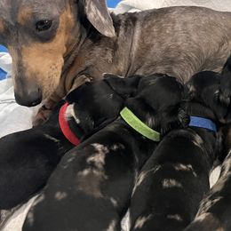 Dachshunds from Frade Family Farm