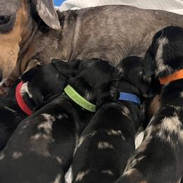 Dachshunds from Frade Family Farm