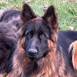Jade - Black and red female German Shepherd puppy in Walla Walla, Washington from Silver Knight Shepherds
