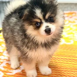 Sourdough - Black and white male Pomsky puppy in Centerville, Iowa from LJ Kennels Pomskies, LLC