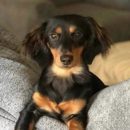 Hershey - Dachshund