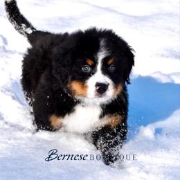 Light blue girl - Black rust and white female Bernese Mountain Dog puppy in Waukesha, Wisconsin from Bernese Boutique