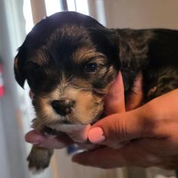 Girl 1 - female Havapoo puppy in Medina, Ohio from Momma's Minis