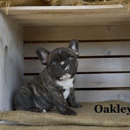 Oakley - Brindle and white male French Bulldog puppy in Blaine, California from Luvafrenchbulldog