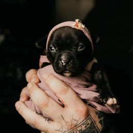 American Bully and Boston Terrier Puppies from Greenberg's Boston Terriers & Bullies of Metro Detroit