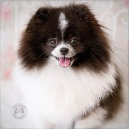Roxy - Pomeranian