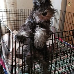 Miniature Schnauzer Puppies from Starbound Miniture Schnauzer's