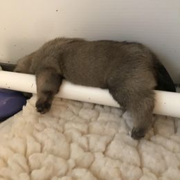 Pug Puppies from Pickwick Pugs