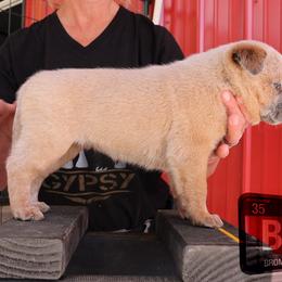 Bromine - Red mottled female Australian Cattle Dog puppy in Deer Lodge, Tennessee from Littletrouble Cattle Dogs