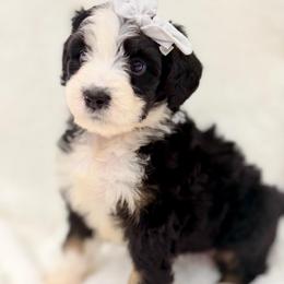 Miss Sorbet - Tri-color female Bernedoodle puppy in Hegins, Pennsylvania from Bubbling Springs Doodles, LLC