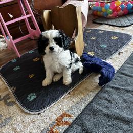 Cavalier King Charles Spaniel and Cavapoo Puppies from Hattie’s Texas Cavapoos