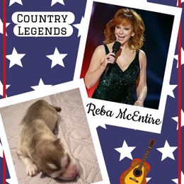Reba McEntire - Red and white female Pomsky puppy in Venus, Pennsylvania from Hemlock Pines Pomsky