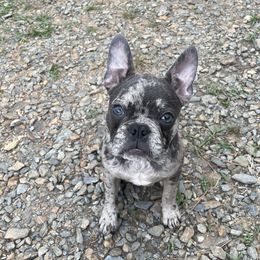 French Bulldogs from Gbulldogz