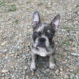 French Bulldogs from Gbulldogz