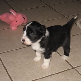 Bearded Collie Puppies from Meadows Bearded Collies