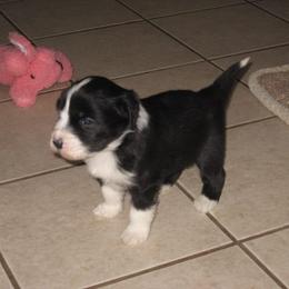 Bearded Collie Puppies from Meadows Bearded Collies
