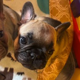 Tokyo - French Bulldog puppy from Mimosa Acres French Bulldogs LLC