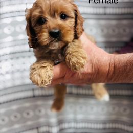 Cupcake - Red female Cavapoo puppy in Woodleaf, North Carolina from Circle T Ranch K9s