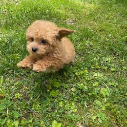 Maltese, Maltipoo, Poodle, and Yorkshire Terrier Puppies from Paw Perfect Pets