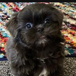 Shih Tzu Puppies from The Lion dog Shih Tzu