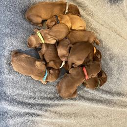 Irish Doodle puppies from Huckleberry Doodles