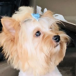 Benny  - Biewer Terrier