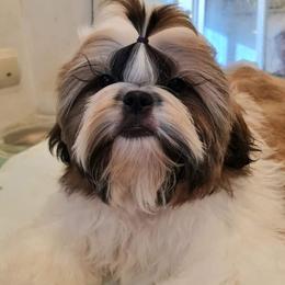 Shih Tzu Puppies from Trinity Shihtzu's So Calif