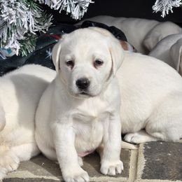 Linen - Yellow female Labrador Retriever puppy in Gaffney, South Carolina from Circle D Farms