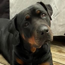 Rottweilers from Michelle's Rottweilers