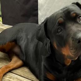 Rottweilers from Michelle's Rottweilers