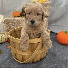 Goldendoodle Puppies from Teddy Bear Goldendoodles