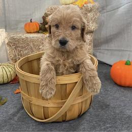 Goldendoodle Puppies from Teddy Bear Goldendoodles