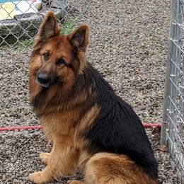 Diesel - German Shepherd