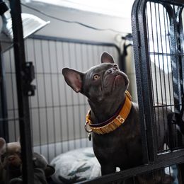 Kardi B - French Bulldog