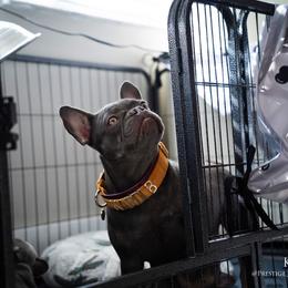 Kardi B - French Bulldog