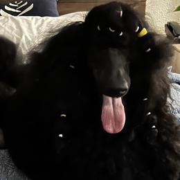 Poodles from Domara Standard Poodles