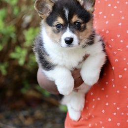 American Corgi and Pembroke Welsh Corgi Puppies from Elk Ridge Corgis